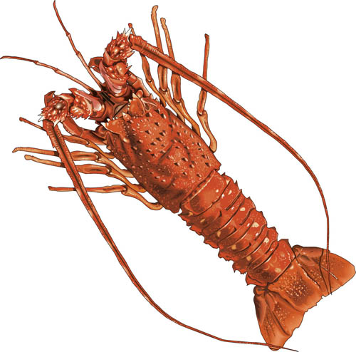 Florida spiney lobster big cliparts