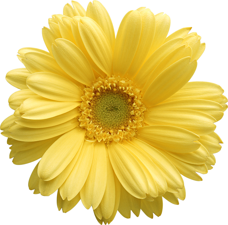 Free daisy clipart public domain flower clip art images and 2 7