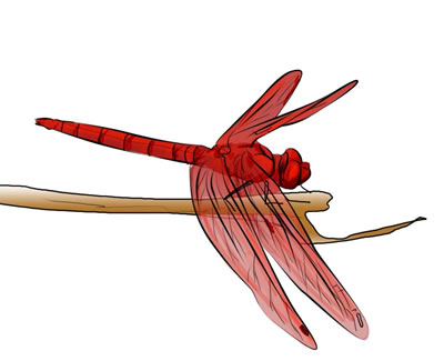 Free dragonfly clip art 6