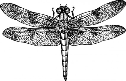 Free dragonfly clip art free vector for free download about
