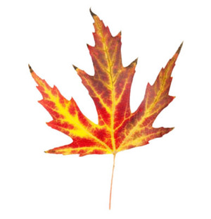 Free fall leaves clip art collections 3