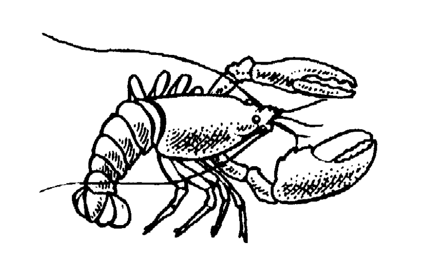 Free lobster clipart clip art image 4 of 4 clipartcow
