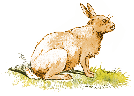 Free rabbit clipart 1 page of public domain clip art