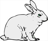 Free Rabbit Clipart Pictures - Clipartix