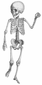 Free Skeleton Clip Art Pictures - Clipartix