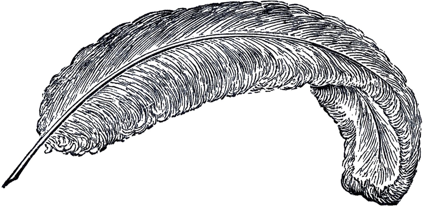 Free vintage feather clip art marvelous the graphics fairy