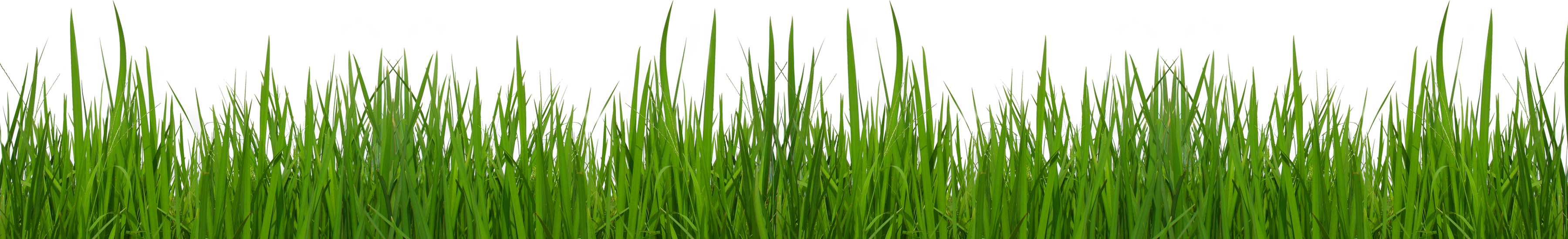 Grass and flowers clip art free clipart images clipartcow