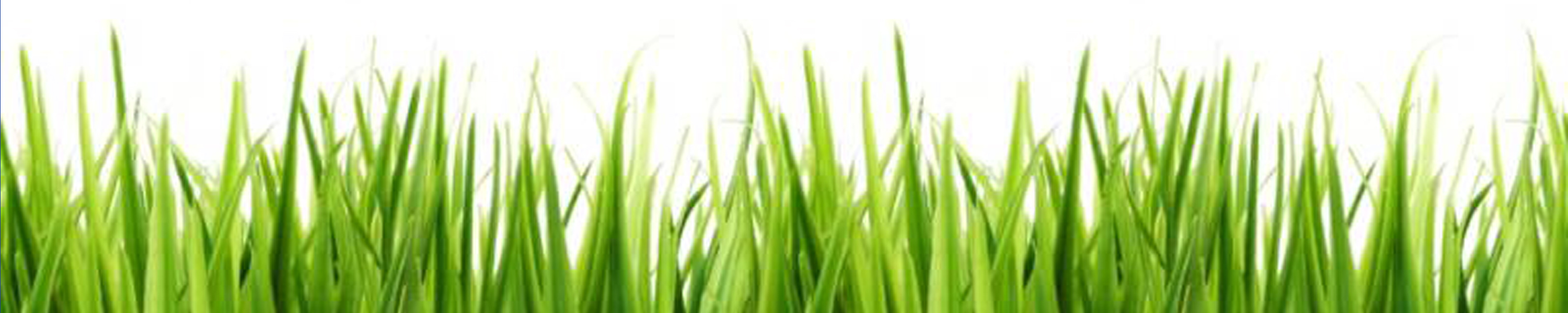 Grass clip art clipart image
