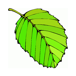 Green leaves images free clipart images