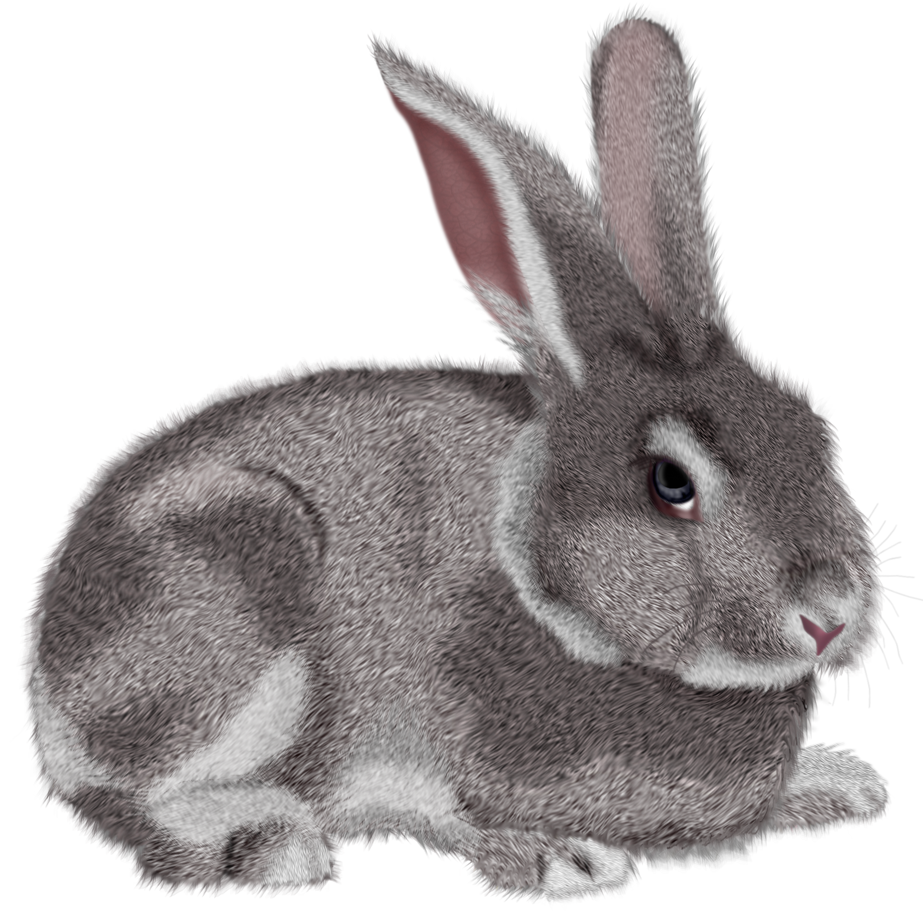 Rabbit Cartoon Images Drawing ~ Bunny Free Rabbits Clipart Free Clipart ...