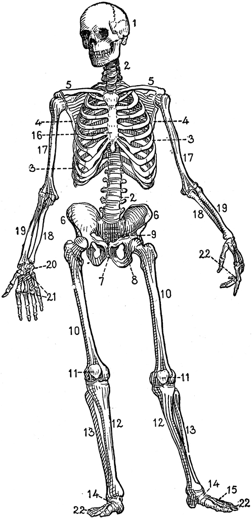 Human skeleton clipart etc