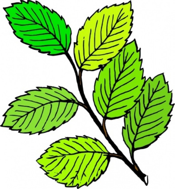 Leaves clipart clipart cliparts for you