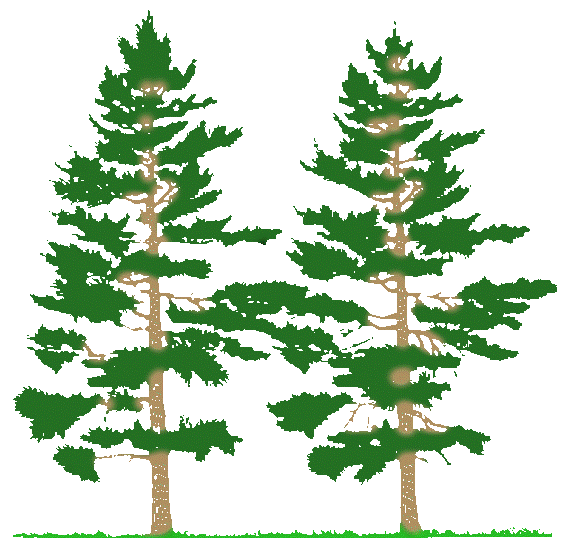 Pine tree clip art black and white clipart image