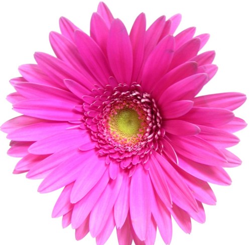Pink daisy clip art at vector clip art clipartcow