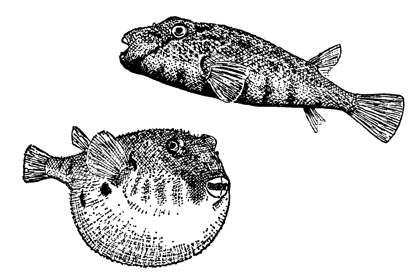 Puffer fish clip art 3