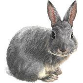 Rabbit Clipart Pictures – Clipartix