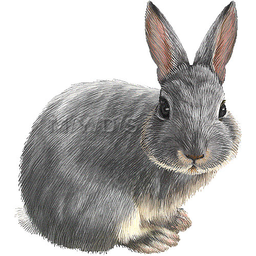 Rabbit clipart free clipart images image 4 3