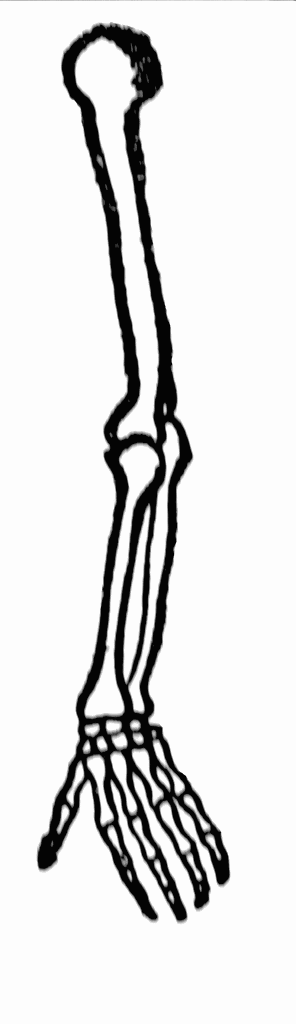 Skeleton arm clipart