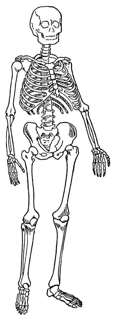 Skeleton clip art at vector clip art image