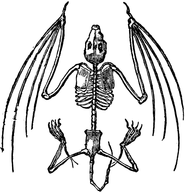 Skeleton clip art vector skeleton graphics image