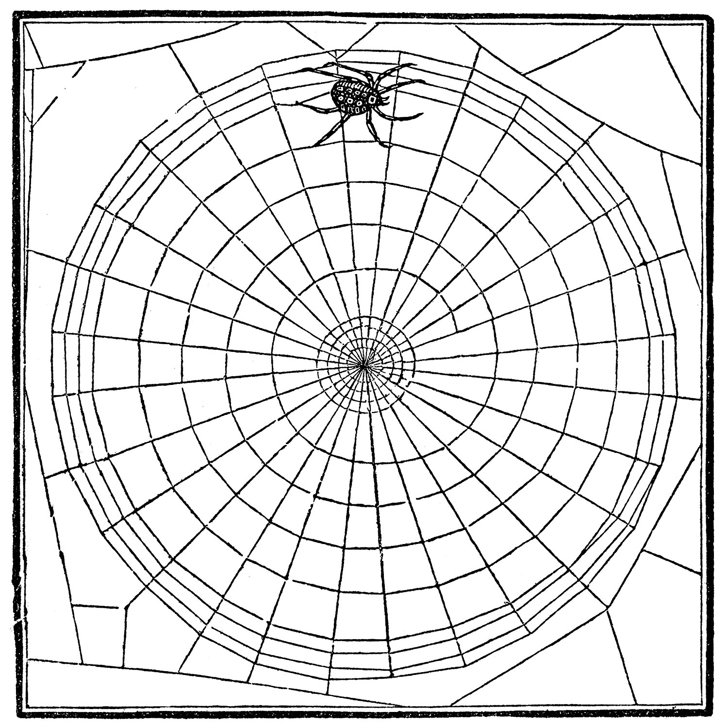 Spider web vintage clip art spiderweb