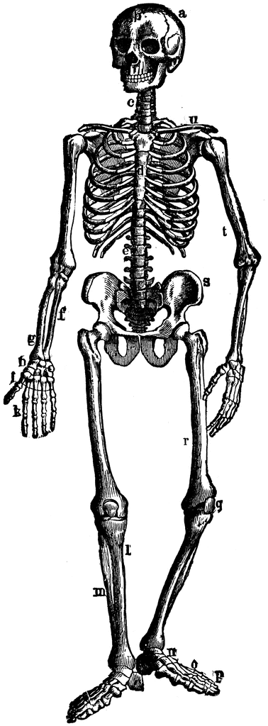 The human skeleton clipart etc