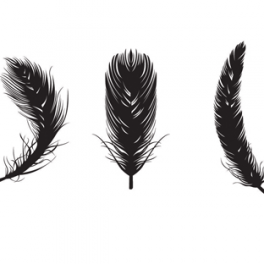 Turkey feather clip art download free vector art