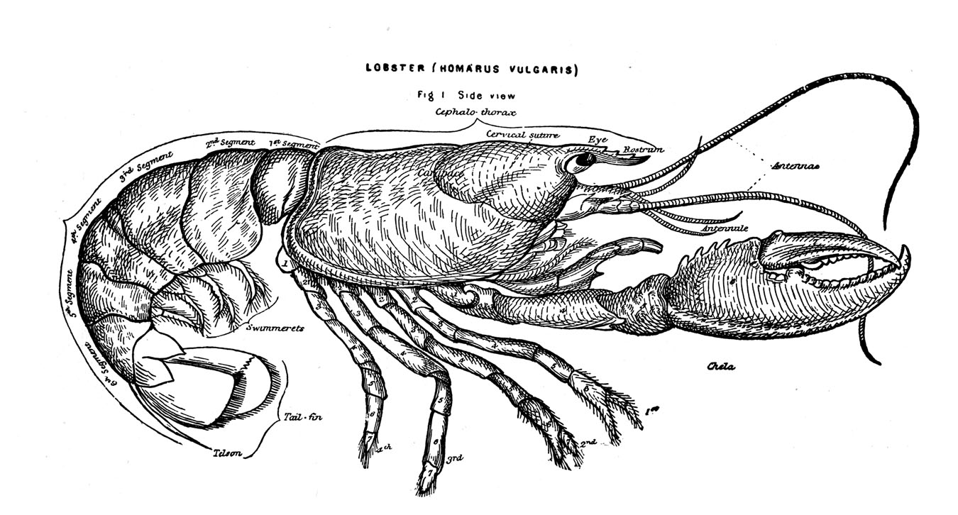 Vintage clip art lobster diagram the graphics fairy 2