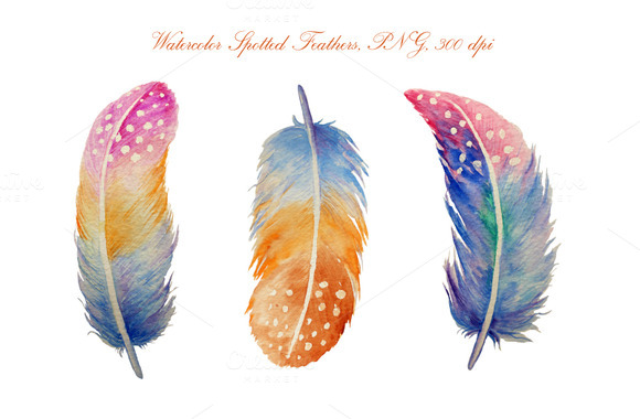 Watercolor spotted feathers clipart illustrations on creative market