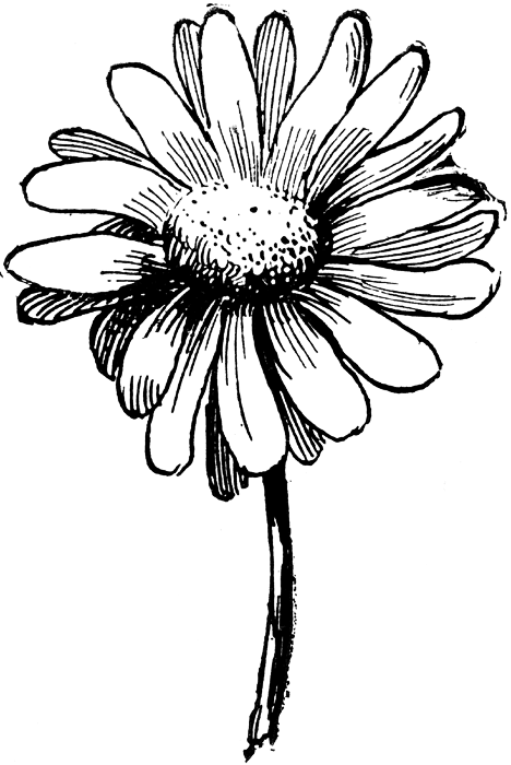 White daisy clipart images clipartcow
