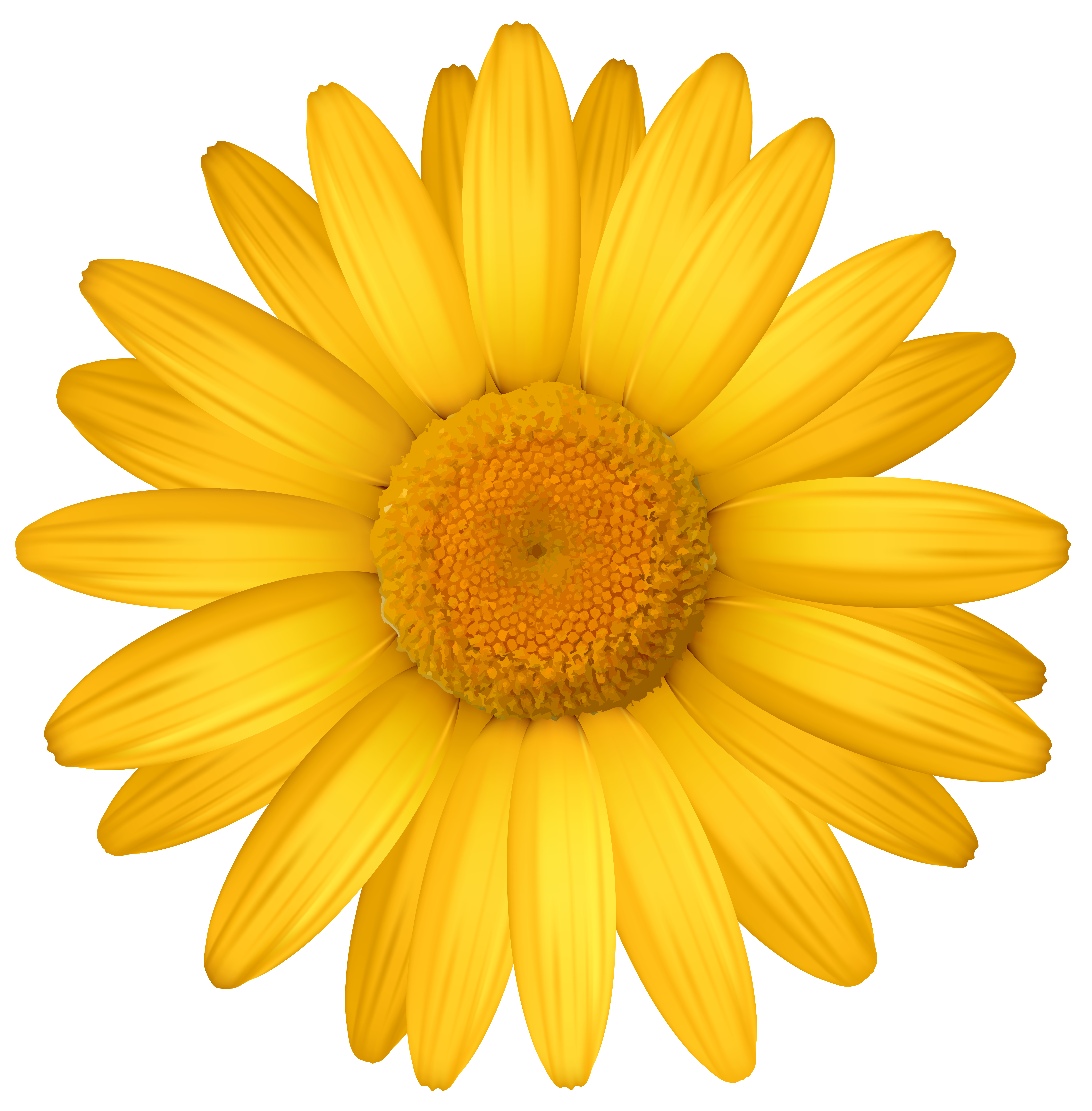 Yellow daisy clipart image