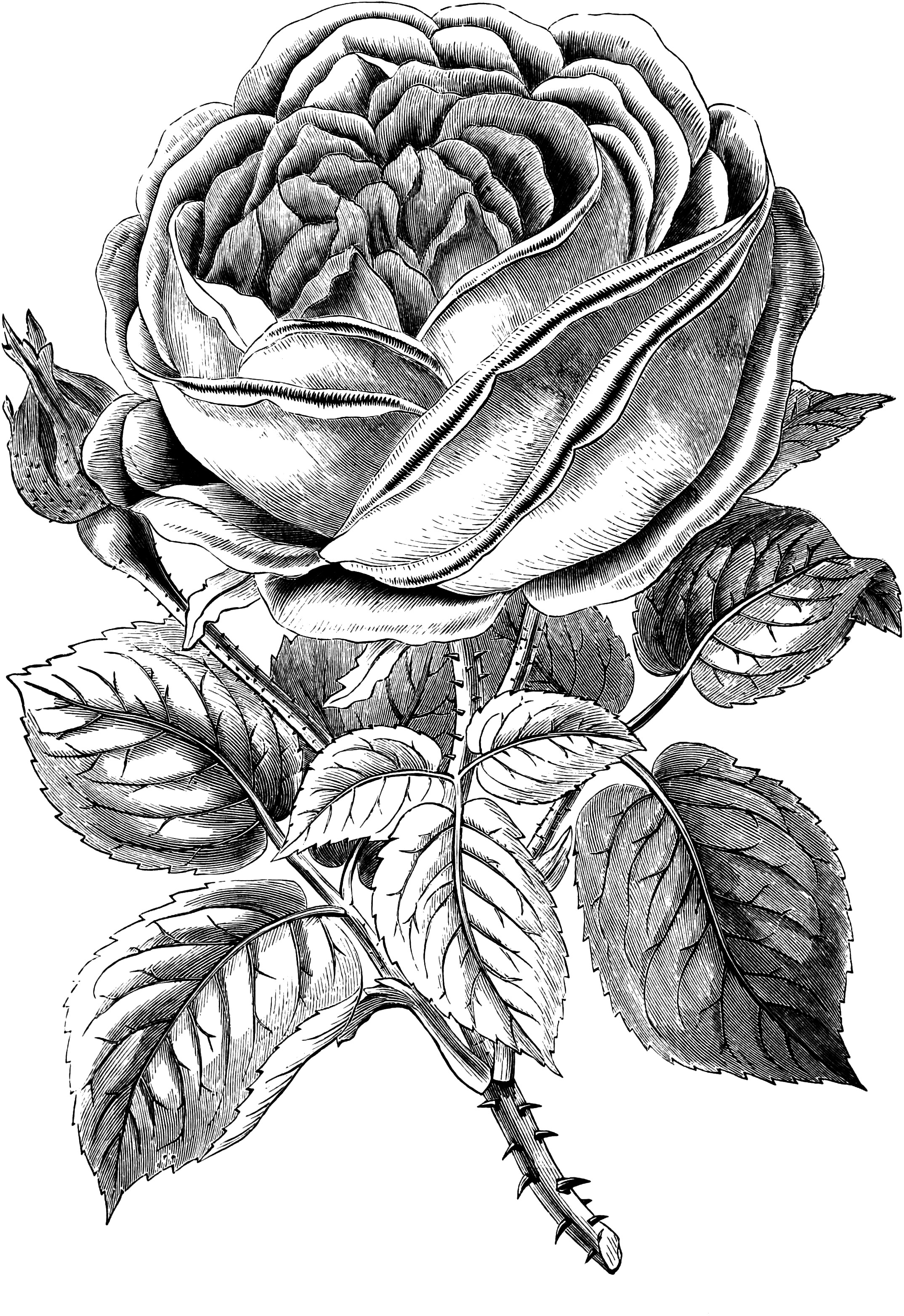 Free vintage rose clip art image oh so nifty vintage graphics