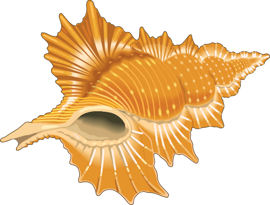 Shells clip art seashell cartoon clipart seashell cartoon vector 2