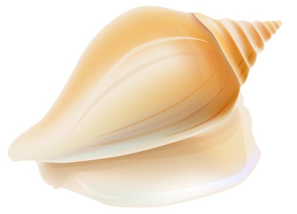 Transparent seashell clipart sea shells seashells