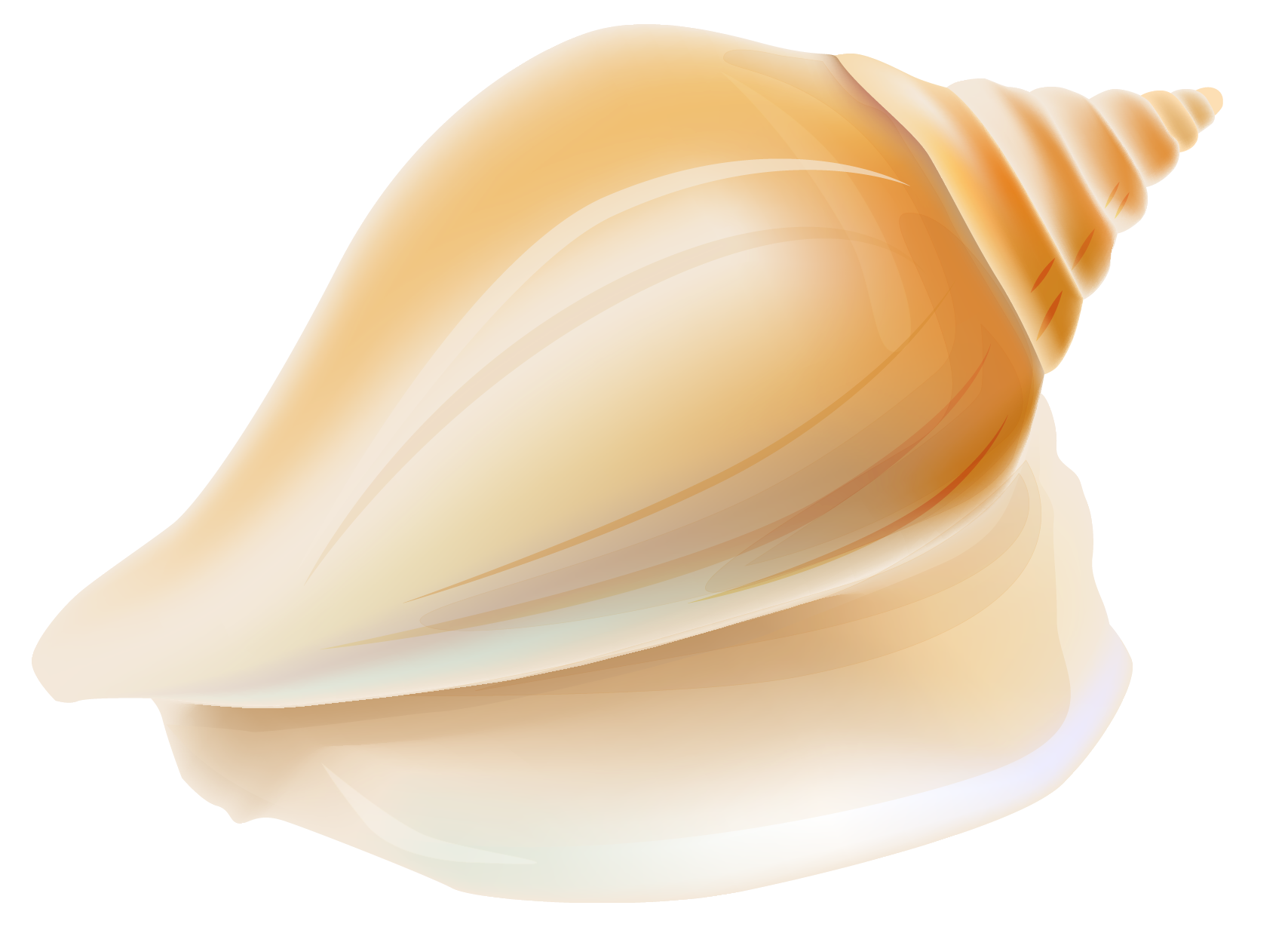 Transparent seashell clipart