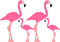 Flamingo border clipart clipart kid 2