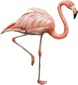 Flamingo clipart black and white free clipart images 4