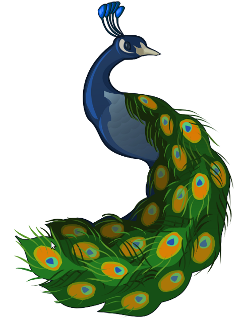 Peacock clip art clipart