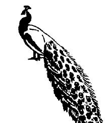 Peacock clipart 7