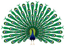 Peacock clipart by megapixl