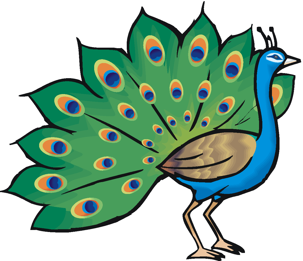 Peacock clipart free clipart images