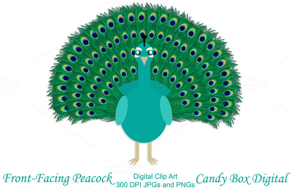 Peacock clipart photos graphics fonts themes templates 2