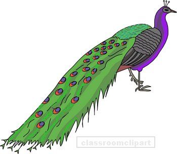 Peacock clipart pictures cliparts and others art inspiration