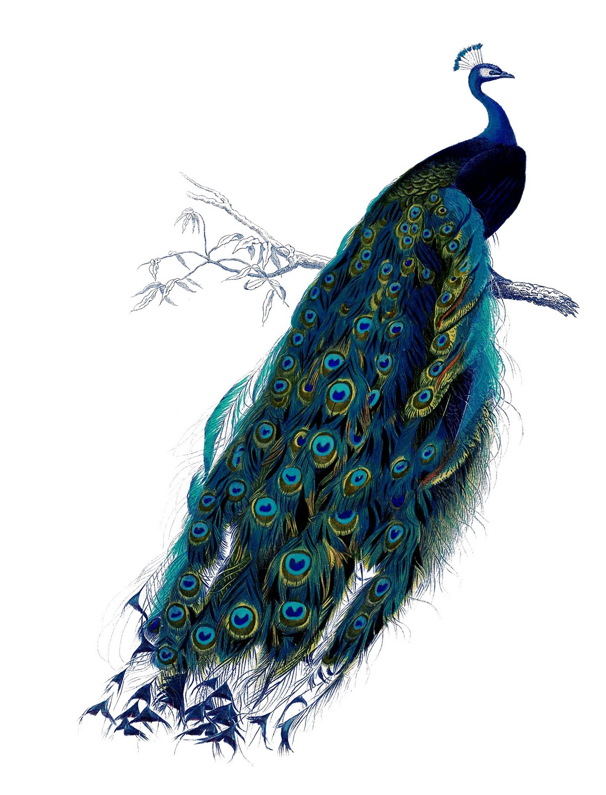 Vintage clip art natural history stunning peacock the