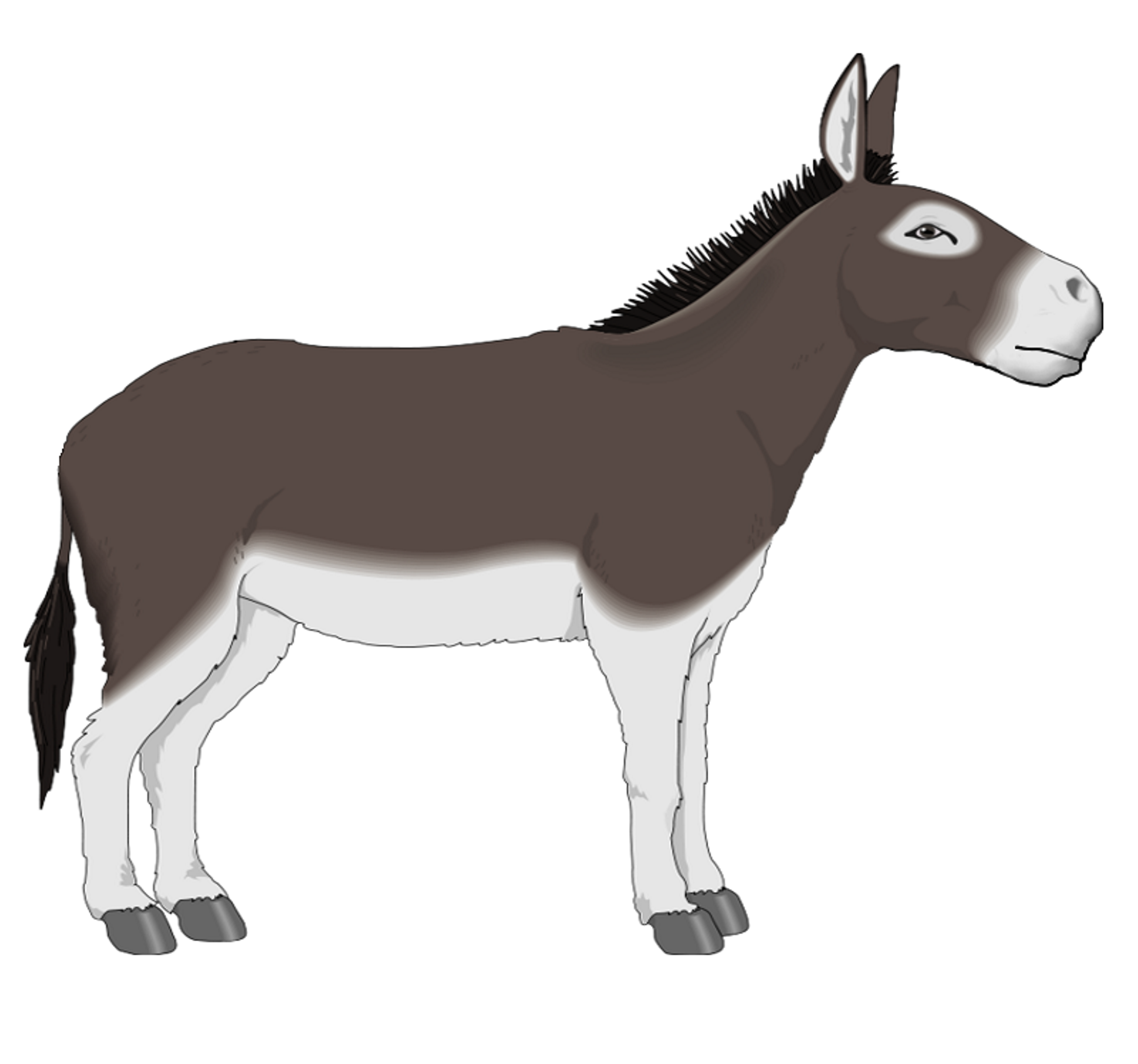 Donkey side profile cliparthero