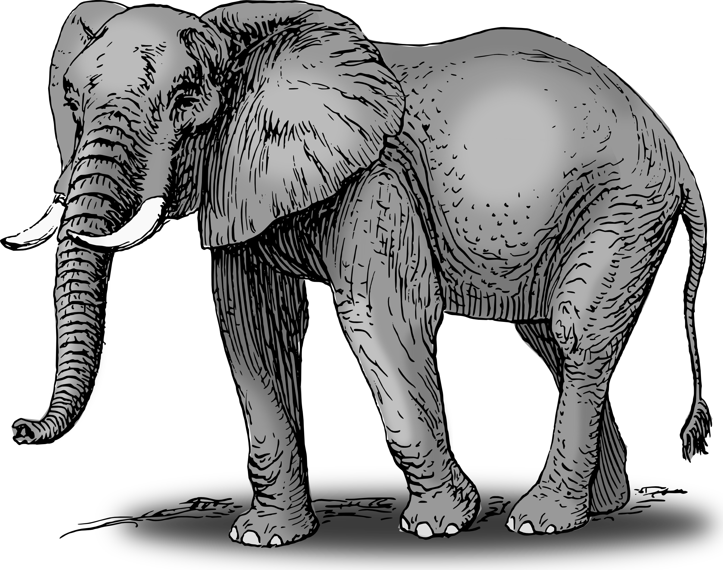 Elephant clip art image 3 - Clipartix