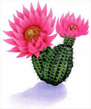 Free cactus clipart free clipart graphics images and photos image 4