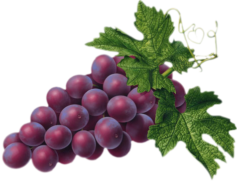 Fruit clipart image grapes image 2