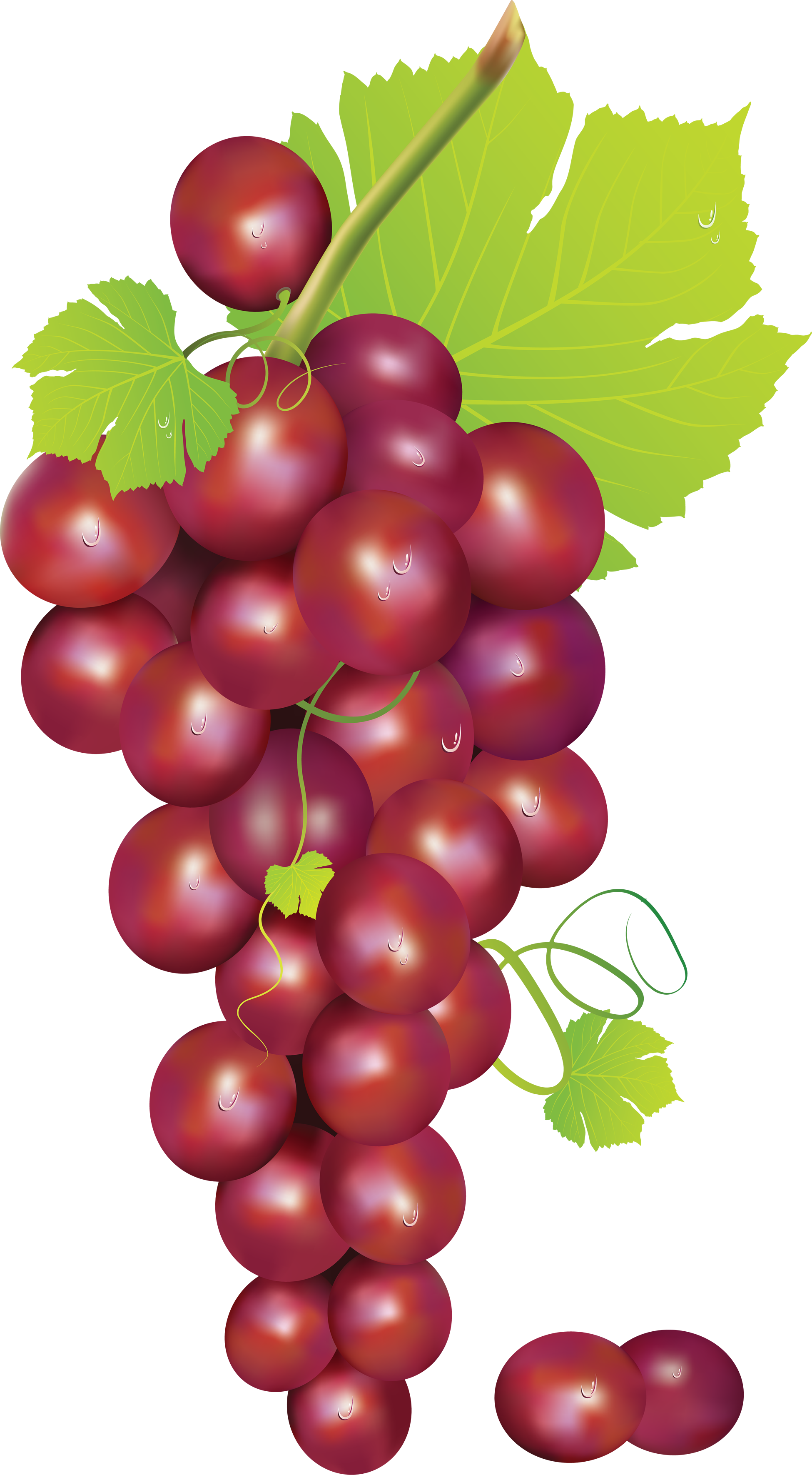 Grapes clip art at vector clip art image 2