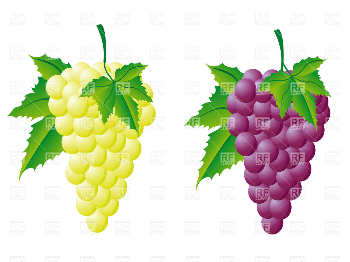 Grapes clipart 11